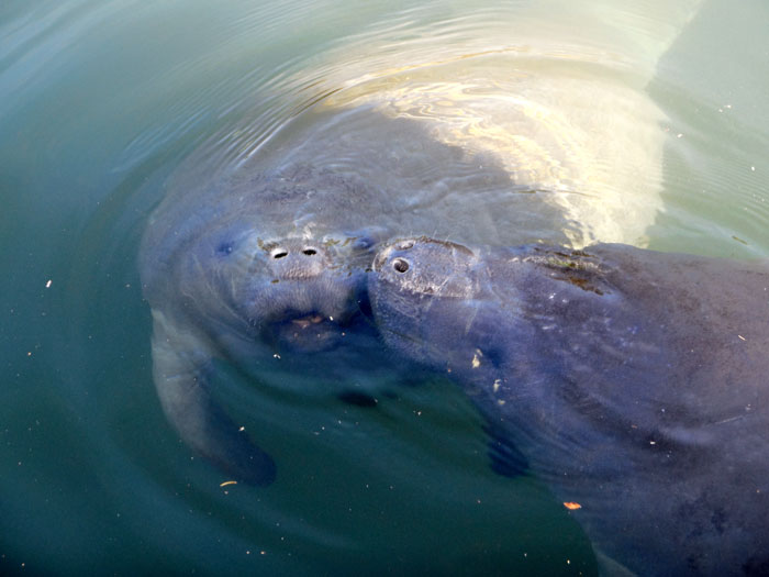 Lovable Manatees in Crystal River Florida