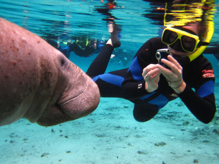 Snokeling with Manatees in Crystal River Florida