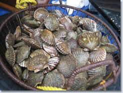 Crystal River Scalloping Charter