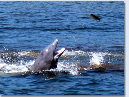 Crystal River Florida Dolphins