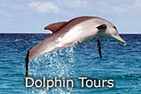 Crystal River Florida Dolphin Tour