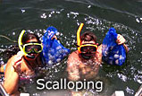 Scalloping Charters