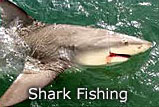 Crystal River Florida Shark Fishing Charter
