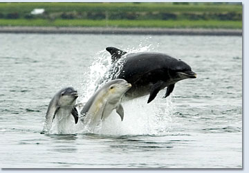 Crystal River Dolphin Tour