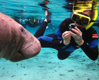 Manatee Gets His Picture Taken